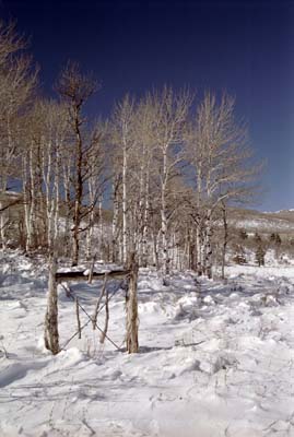 Photographs of Kolob Terrace, the highlands of Zion National Park, Utah.